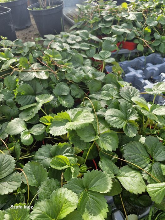 Ogórek truskawka papryka koktajl