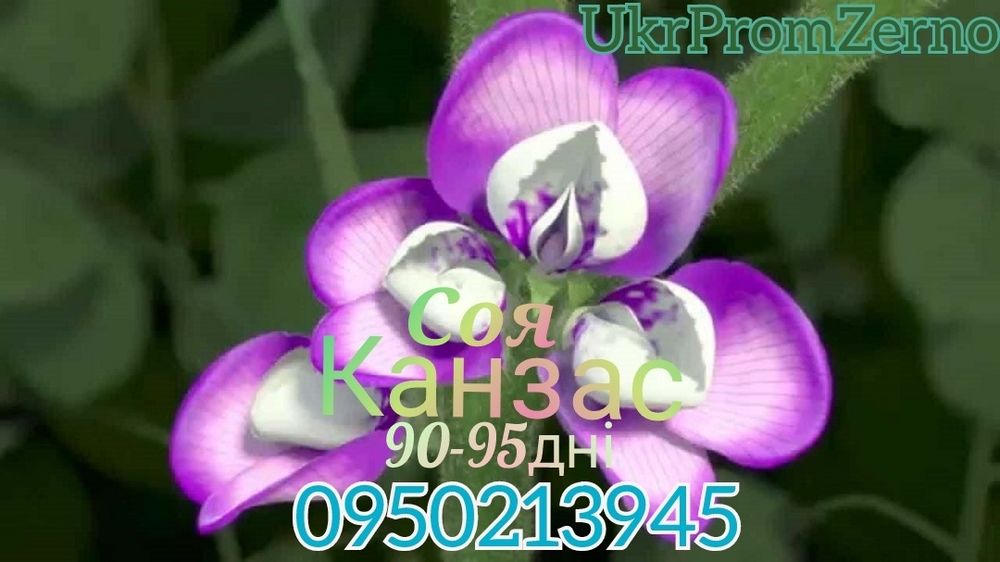 Семена сои под раундап