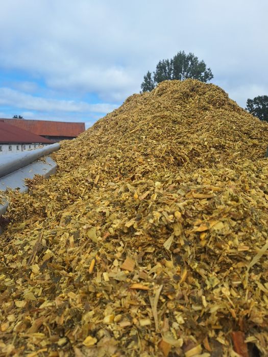 Kiszonka z kukurydzy kukurydza z pryzmy z transportem