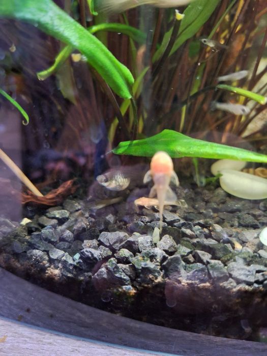 Małe złote glonojady. Zbrojniki