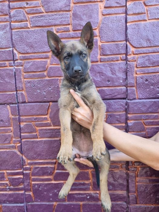 Продам Щенков. Дуже гарна охорона