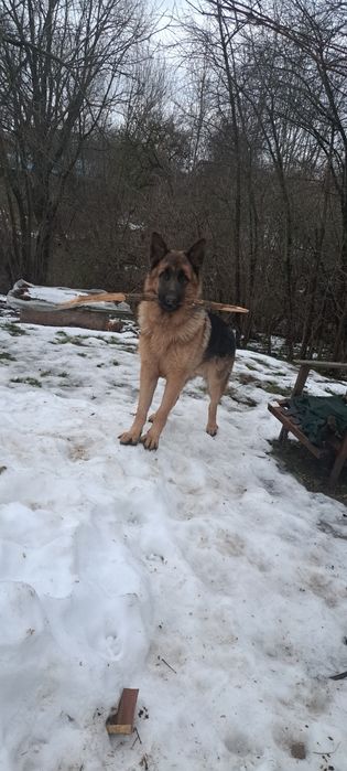 Німецька вівчарка. Вязка