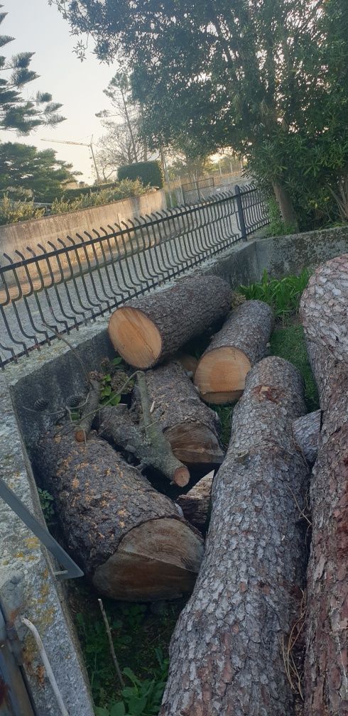 Troncos de pinheiro cortado em 50 cm