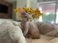 Liam King Line - Devon Rex - chłopiec