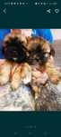 Shih tzu -tricolor piesek z rodowodem