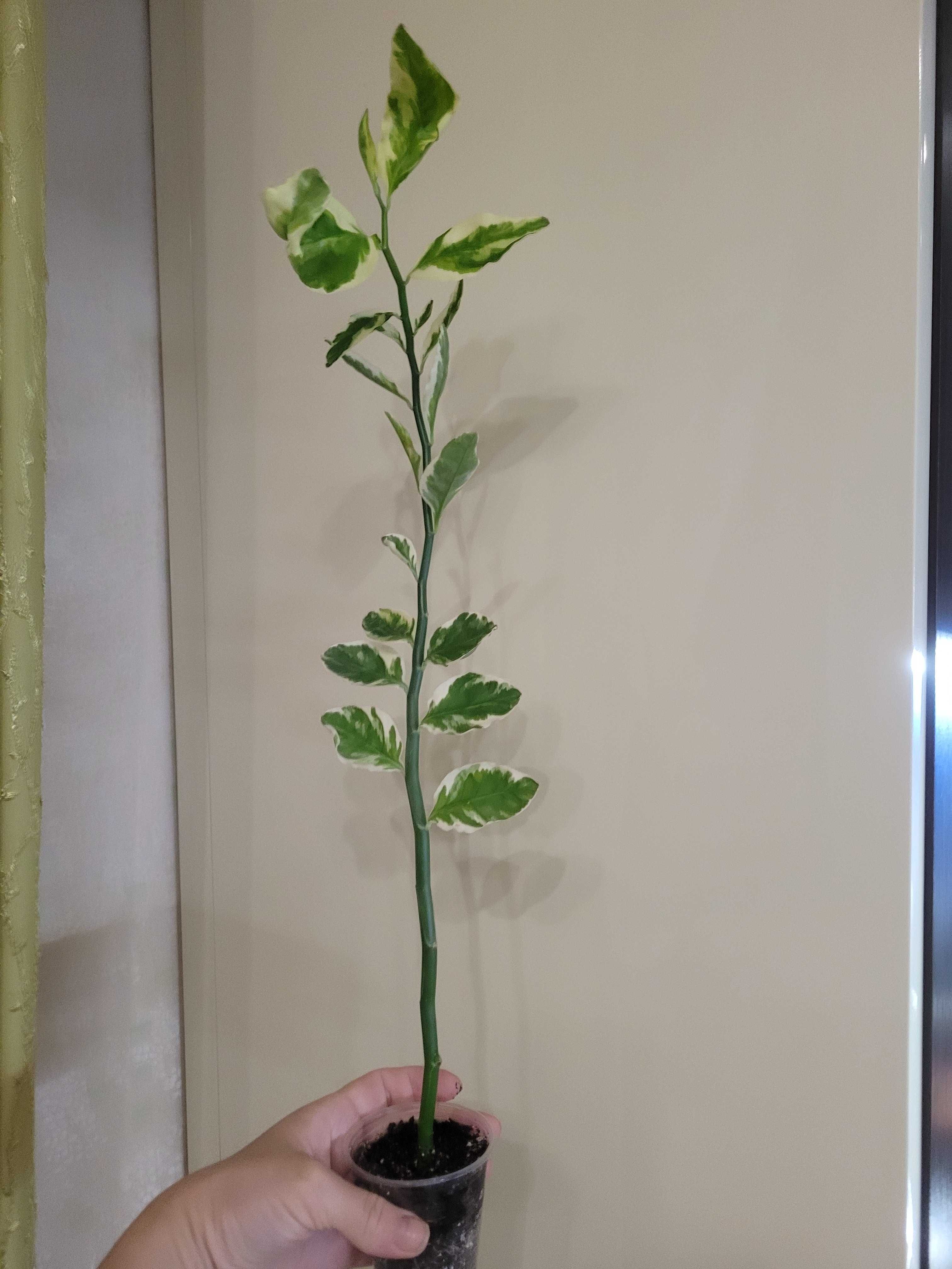 Продам растение Педилантус вариегатный. Семейство Молочайные.