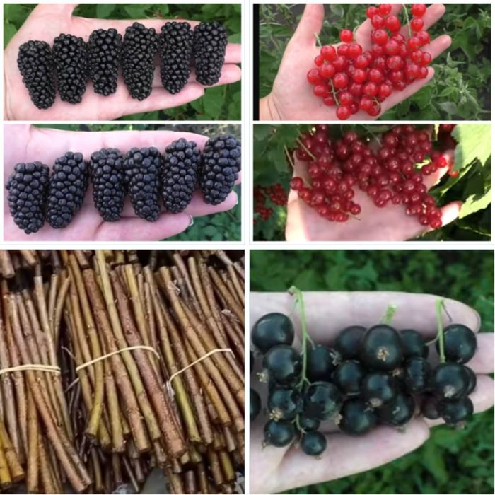 Черенки, живці, чубуки плодових дерев, ожини, смородини, винограда