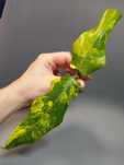 Philodendron Domesticum Variegata szczyt / Siam Sunrise