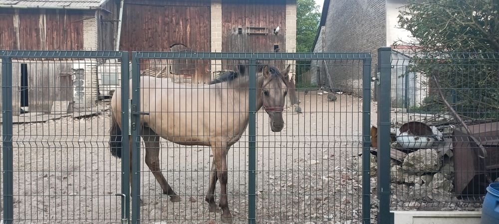 Sprzedam klacz konik polski