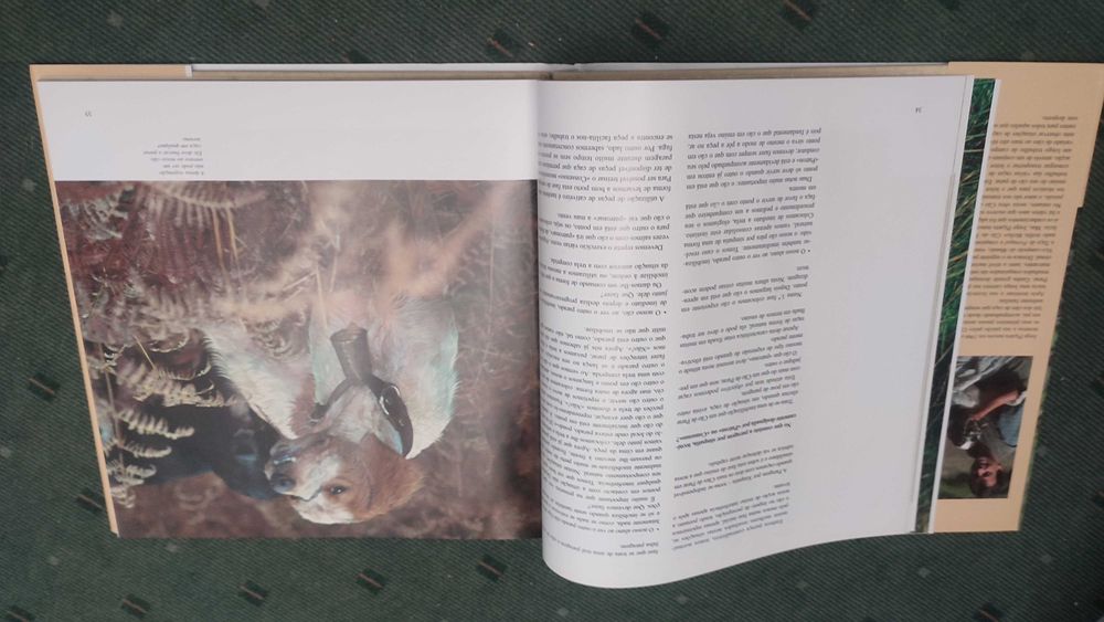 Cão de Parar Uma Paixão - Jorge Piçarra