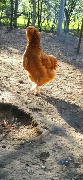 Продам домашні курчата