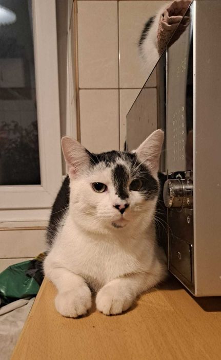 Kociaki  szukają domów -grzecznościowo -aktualne-transport