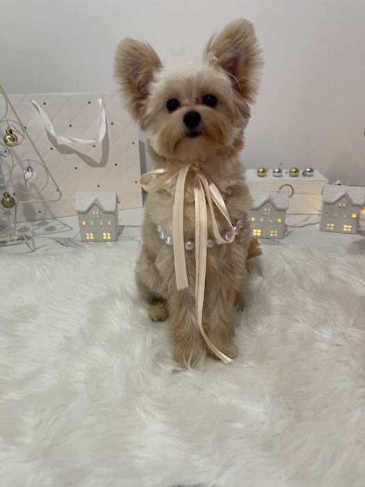 Помапу — Доставка 1-2 дні  вже скоро у вас