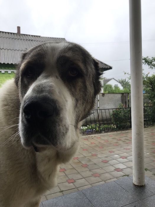 Алабай. ДЛЯ ВЯЗКИ!!!