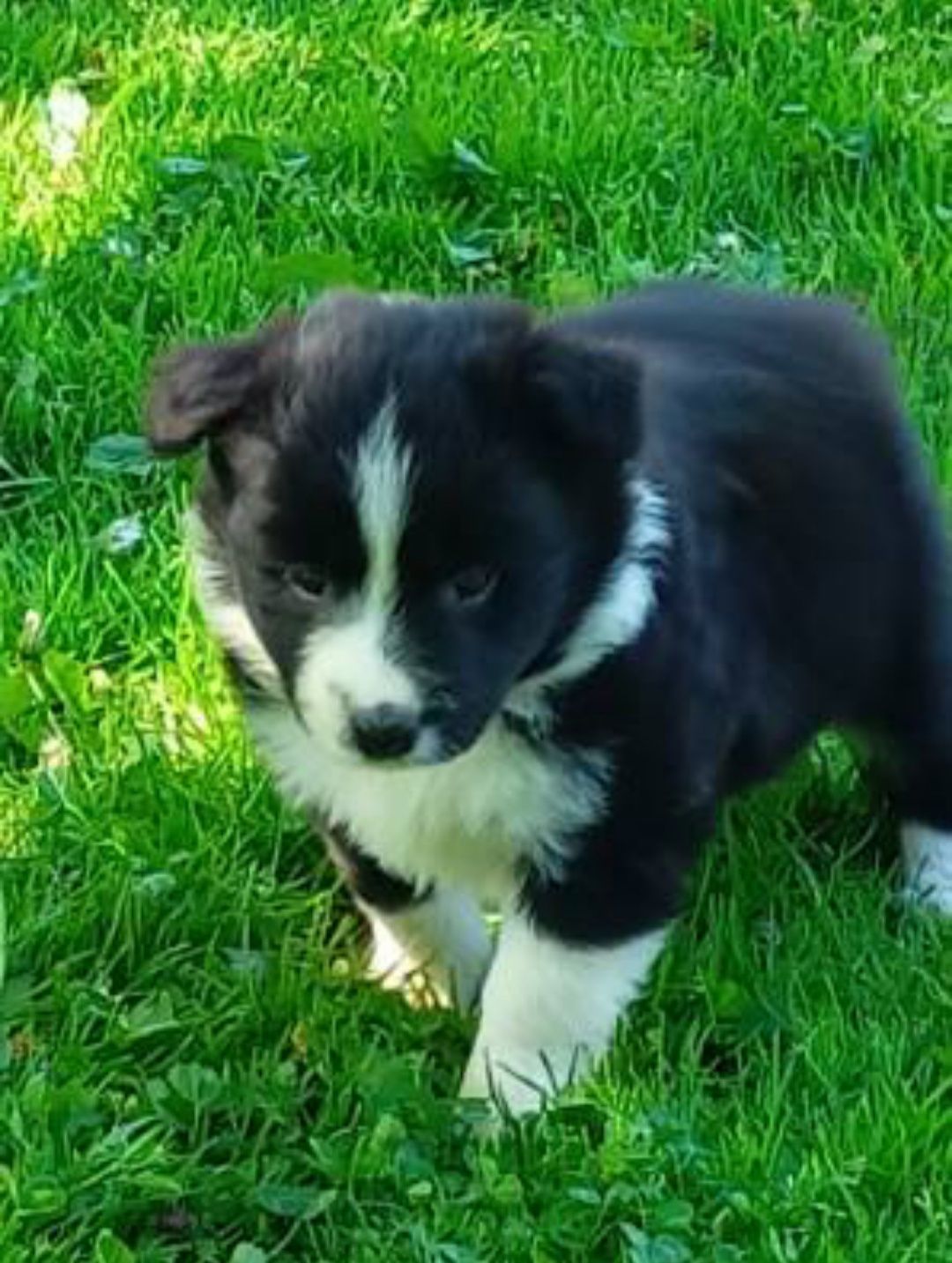 Border collie ZKwP FCI suczka czarno biała