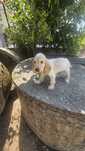 Cocker spaniel dourado