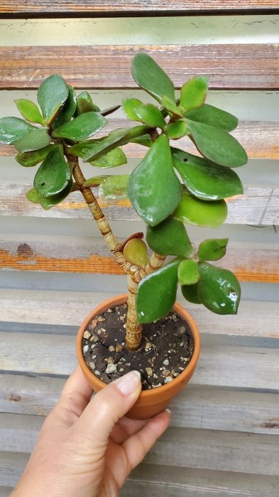 Продам  Алое,толстянки,суккуленты