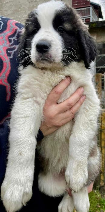 Moskiewski stróżujący, szczeniaki