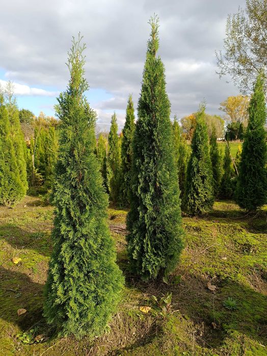 Thuja Szmaragd Tuja Szmaragd od producenta