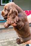 Sunia Cocker spaniel angielski czekolada