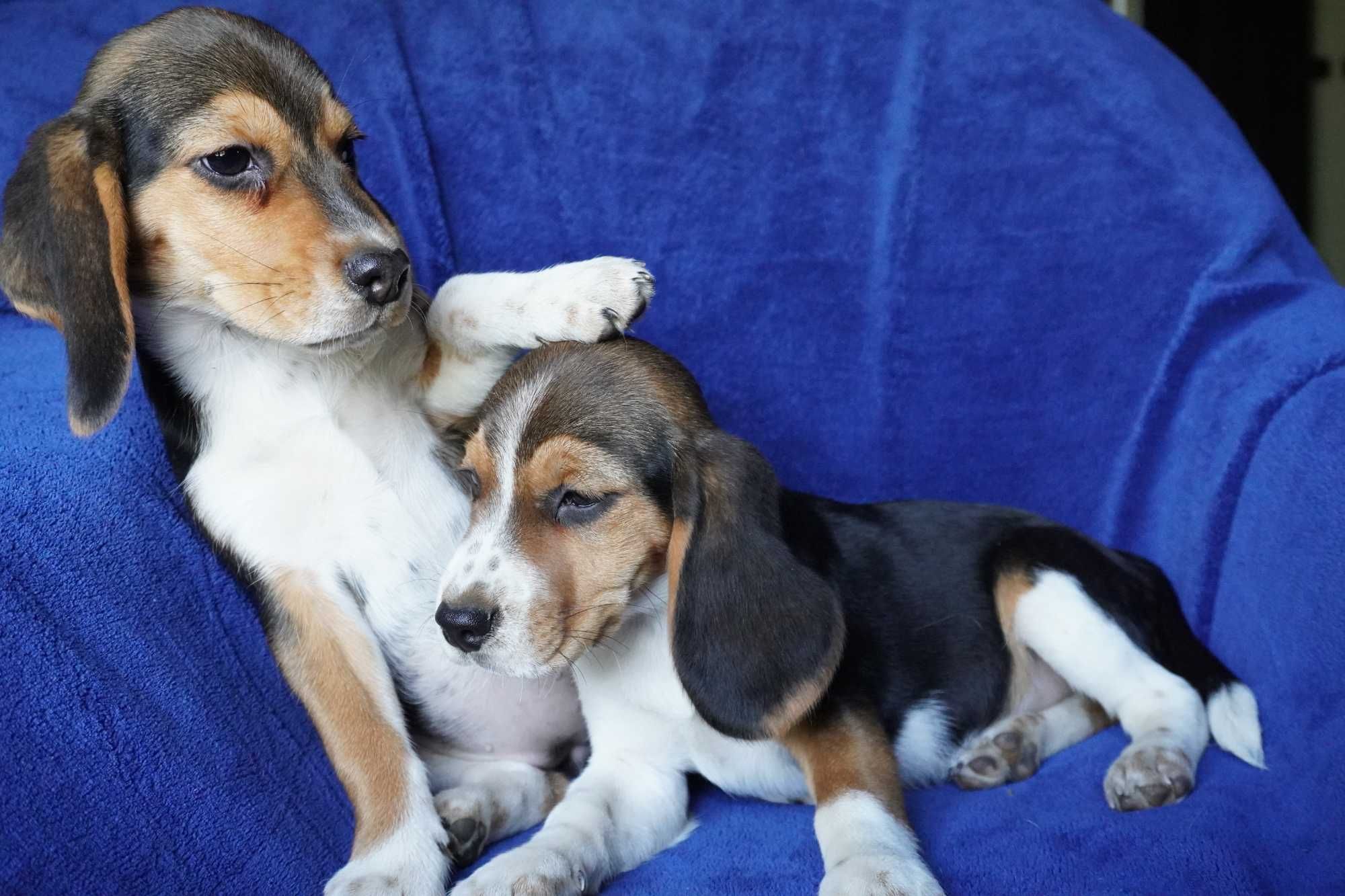 beagle ,bigle suczka tricolor szczeniak-metryka