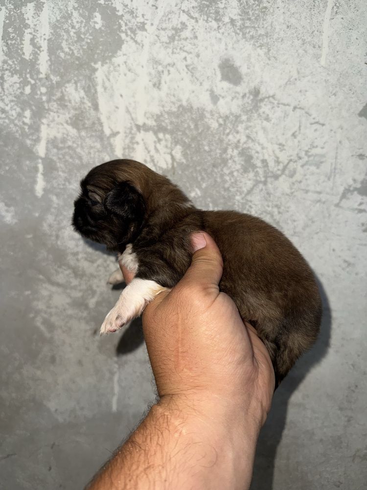Piquenes Ultimo Menino