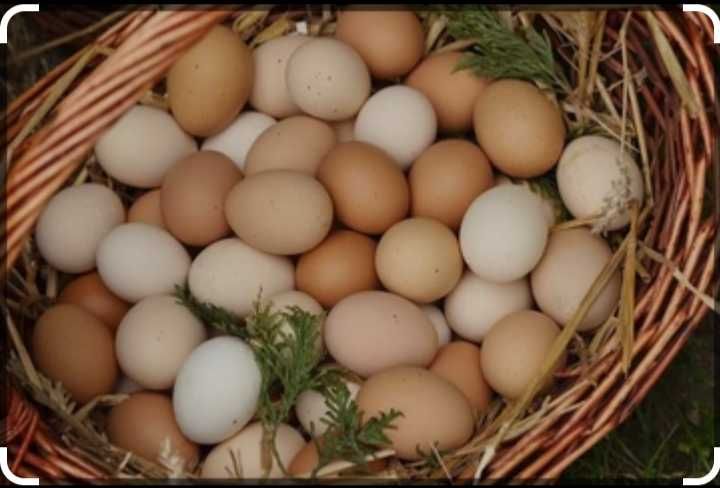 Swojskie jajka kury z wolnego wybiegu