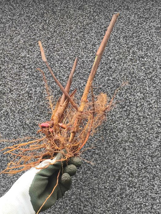 Miskant Olbrzymi sadzonka