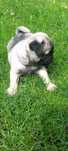 Pug carlin excelente .