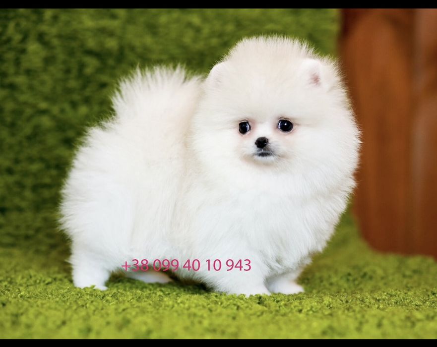 Exclusive SUPER VIP щенки померанские шпицы. Белый щенок шпиц мишка