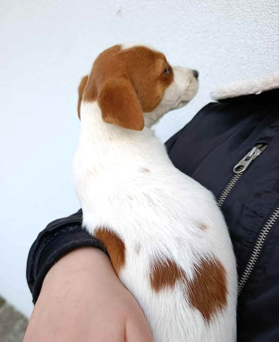 Jack Russell Terrier gładkowłosy ZKwP FCI