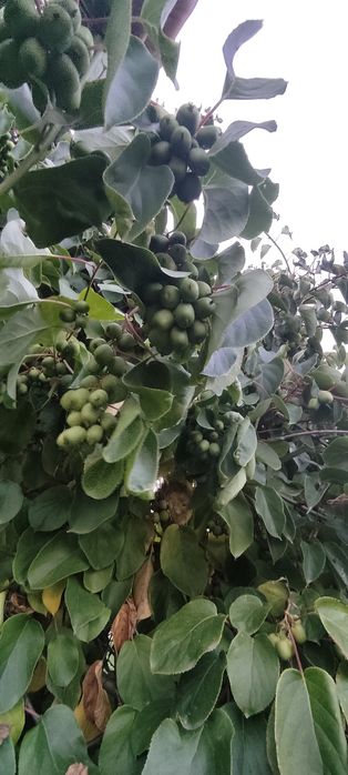 Дім/будинок/хата в с. Літки (біля м. Деражня)