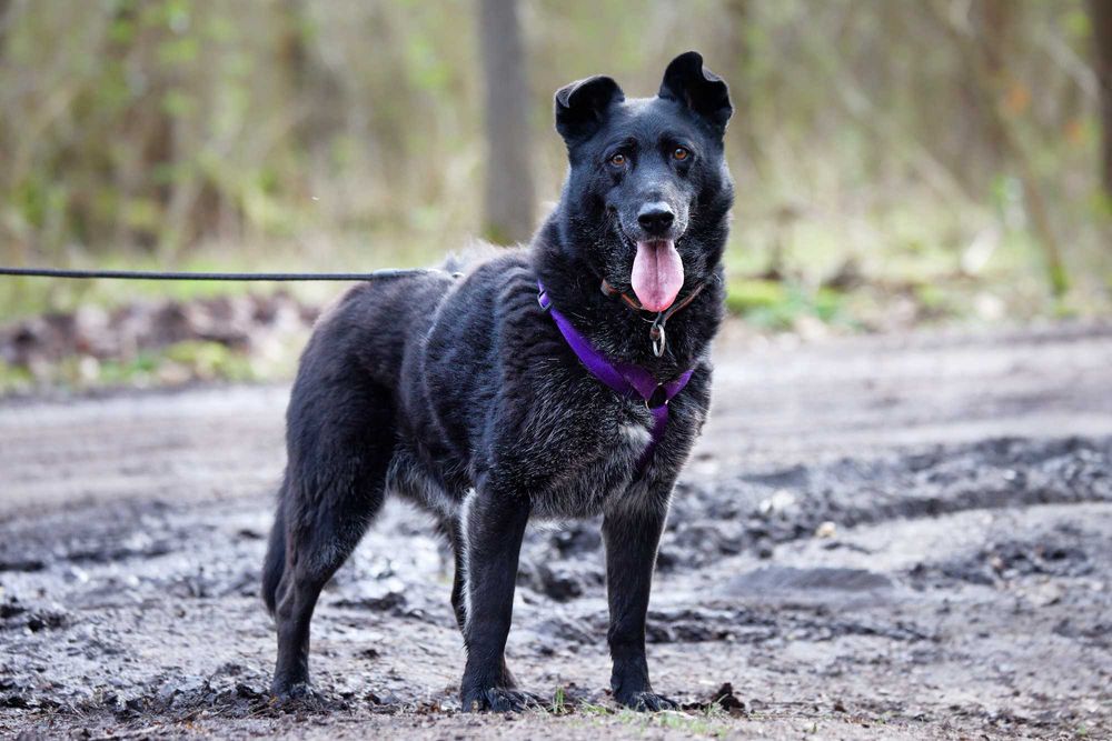 Malina-czarny diament czeka na dom [FILM]