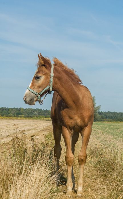 Ogierek na sprzedaż