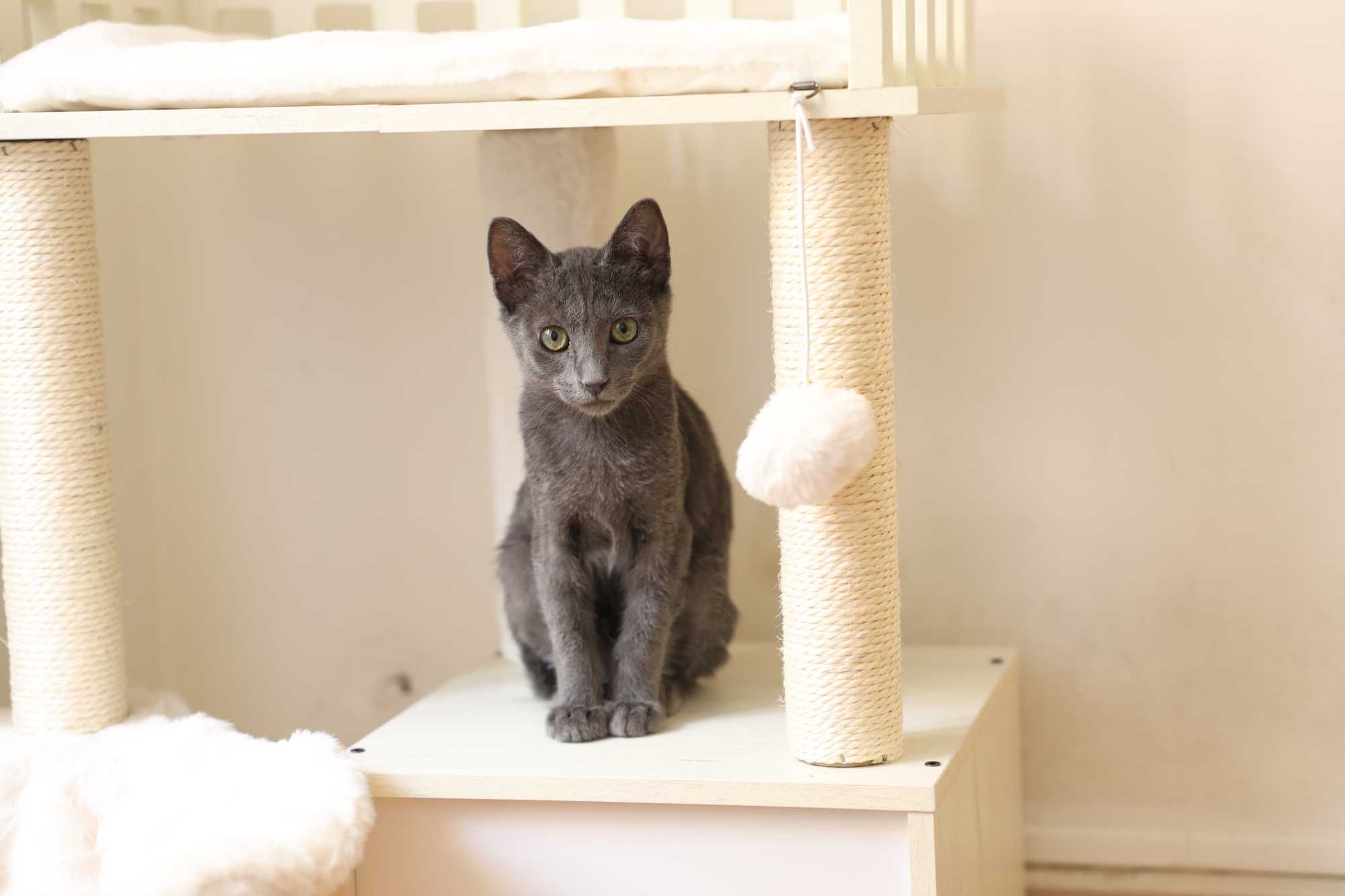 Gatinha com 3,5 meses para adopção responsável