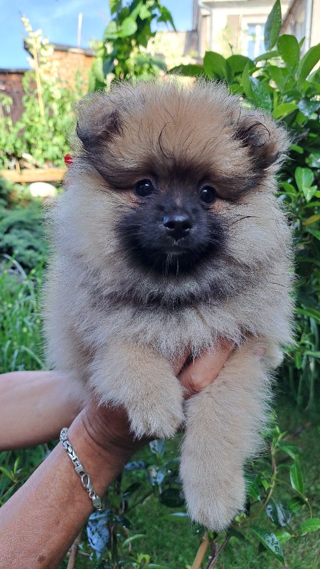 Pomeranian Szpic Miniaturowy