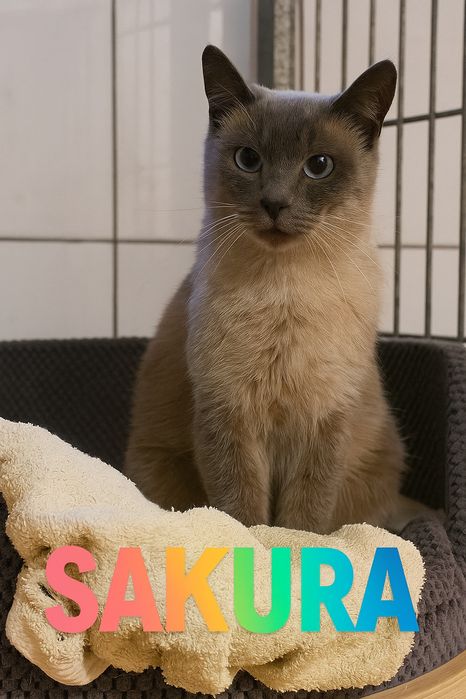 Sakura – delikatna kotka w typie syjama szuka kochającego  domu