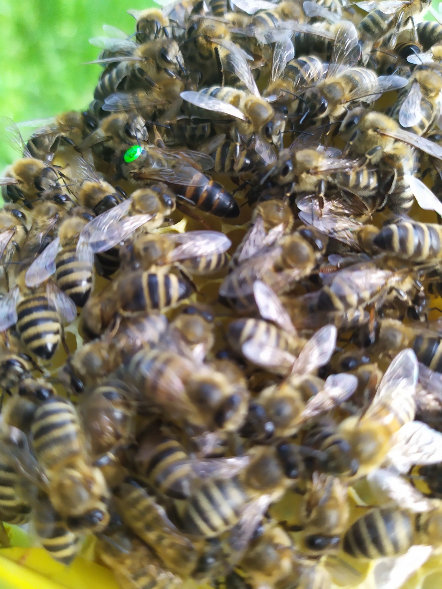 Matki pszczele unasienniona naturalnie  ze sprawdzonym czerwienieniem