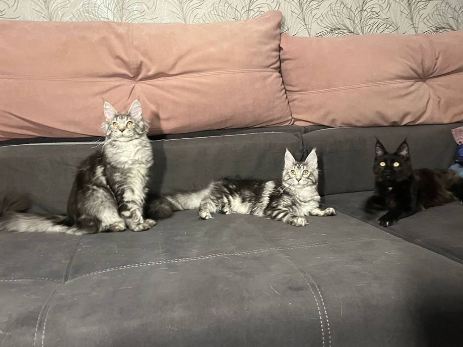 Кошенята мейн кун