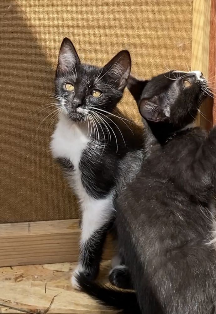 Кошенята, 2,5 міс, дівчатка, шукаємо домівку