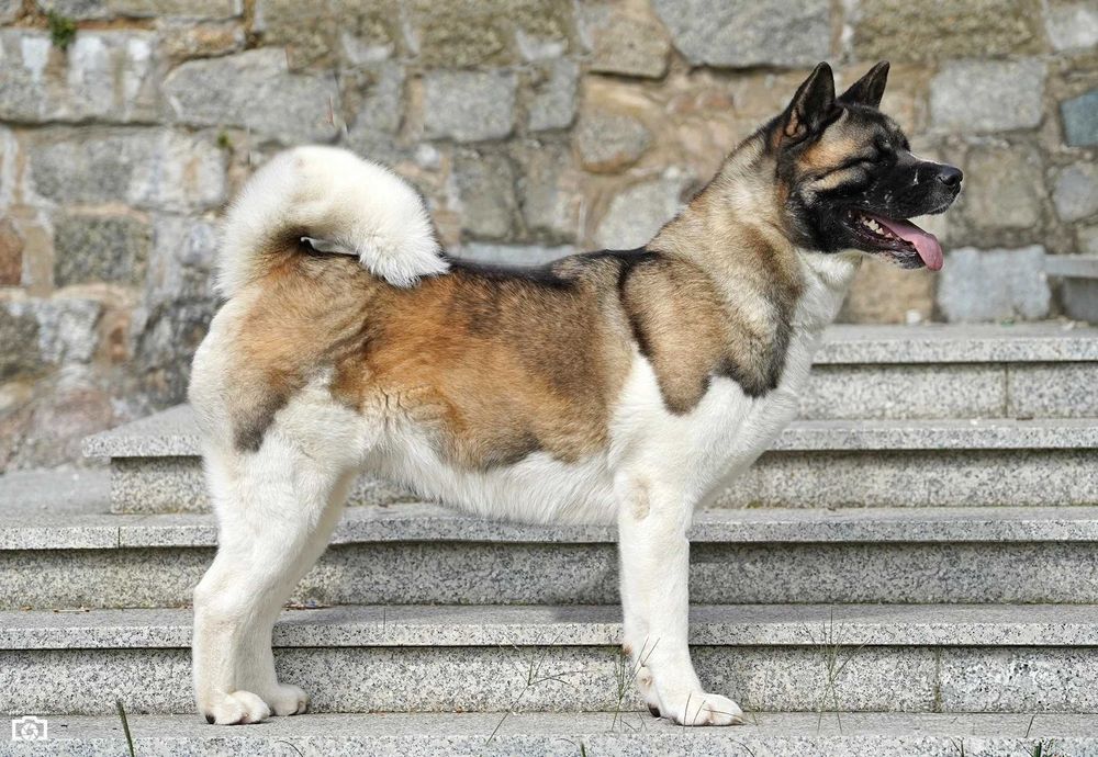Akita Amerykańska szczenię Zkwp