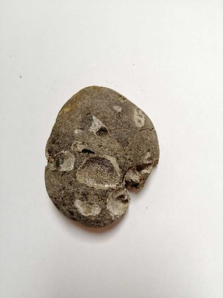 Skamielina, skamieniałość. Rozmiar 7,5x6,5 cm, waga 170g.