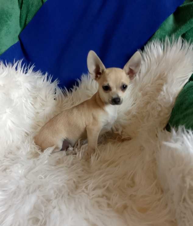 Chihuahua chłopiec