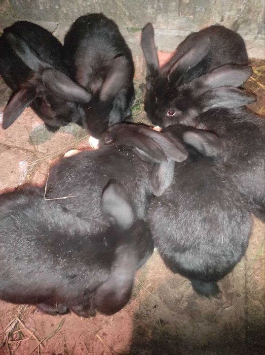 Продам кроликів 2 місяців
