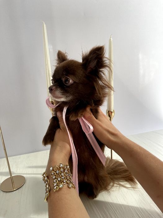 VIP Чіхуахуа справжня красуня