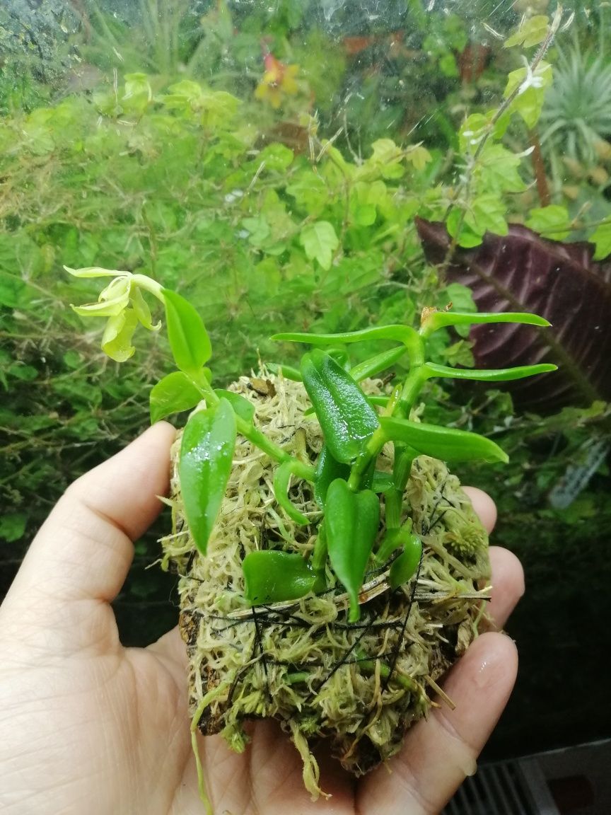 Мініатюрна орхідея Epidendrum porpax Alba