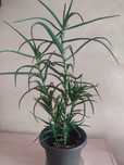 Aloes, kwiaty lecznicze