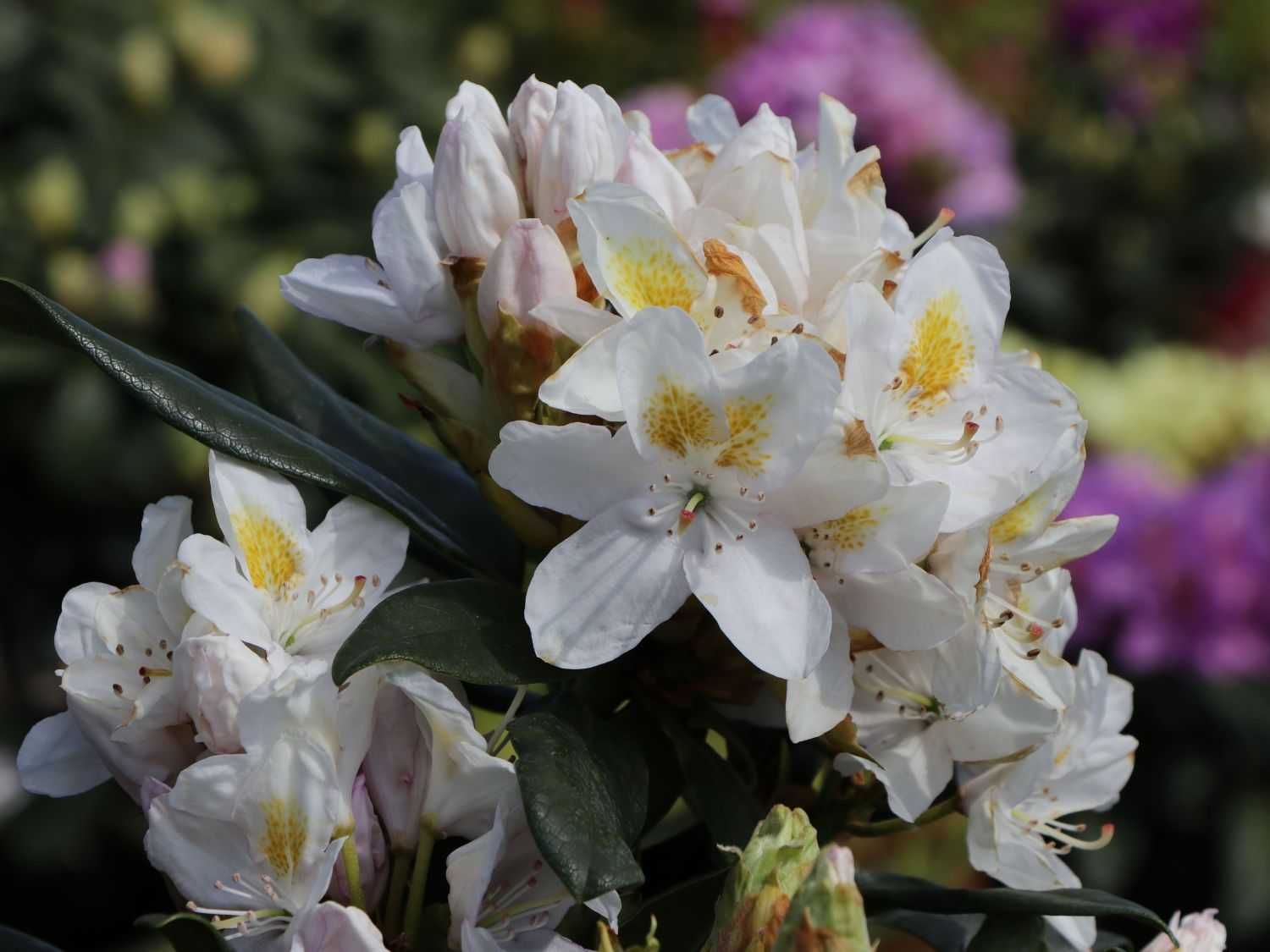 Rhododendrony -Flora Szczecin