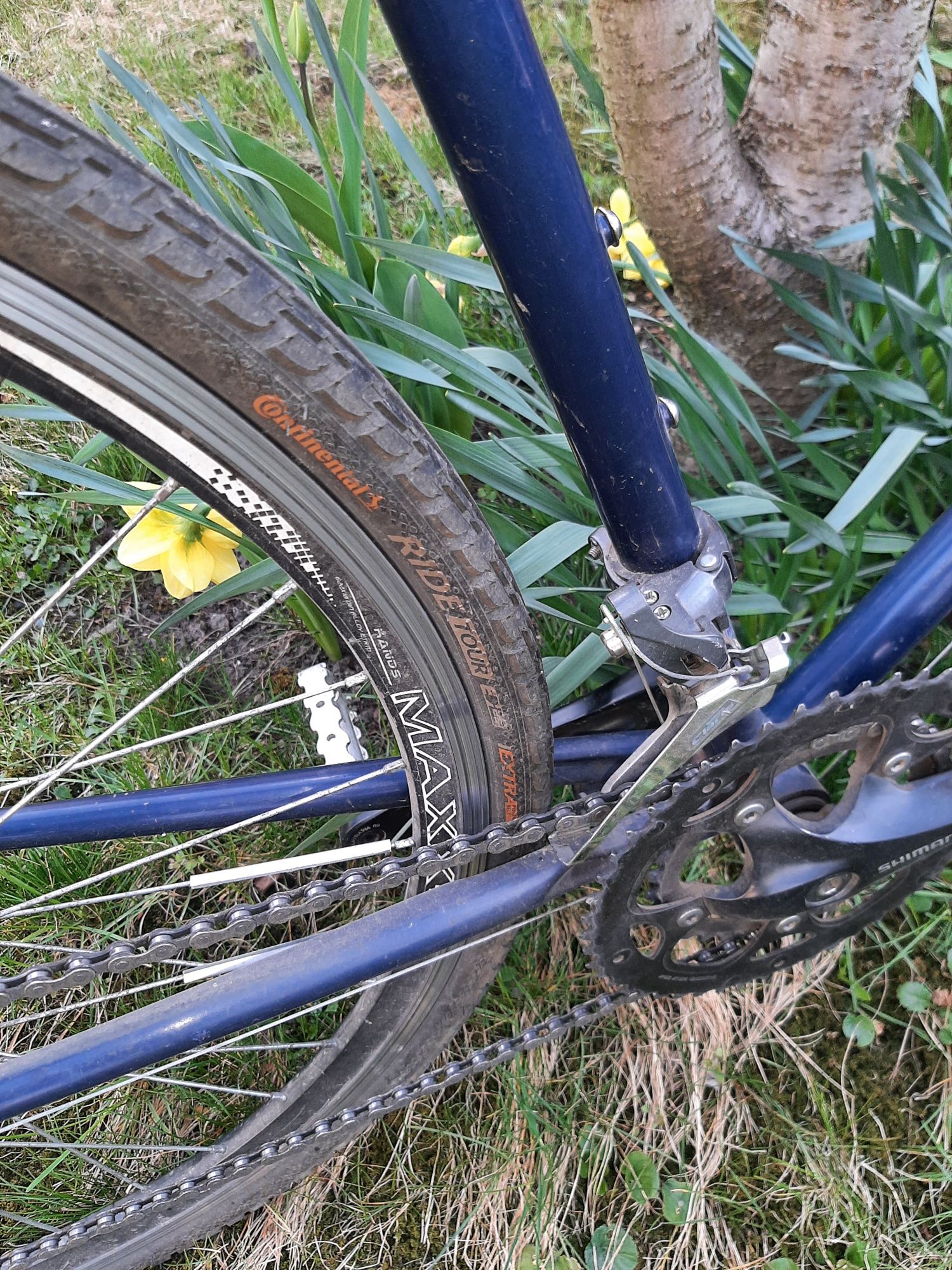Gazelle Bahia cross