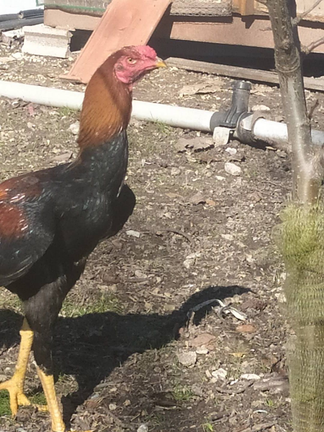 BRAHMAS, Índio Gigante, ovos,pintos